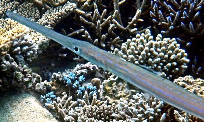 Fistularia commersonii_02